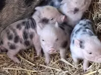 Eber, Schweine — Foto 1