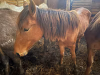 Mare, Kustanai horse — photo 3