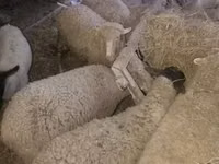 Schafe (Partie, Geschlecht nicht angegeben), Suffolk sheep — Foto 5