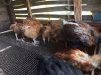 Chickens — photo 2