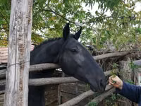 Mare, Nonius horse — photo 4