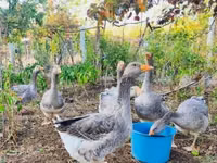 Ganso danés gris y gris moteado — foto 1