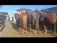Yegua, Caballos — foto 4