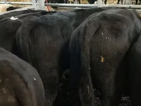 ثور, هيرفورد — الصورة 8