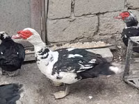Ducks — Foto 6