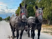 घोड़ा, Percheron — फ़ोटो 7