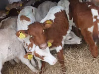 Cattle (batch, sex not specified), Simmental cattle — photo 1