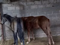حصان, French Trotter — الصورة 1