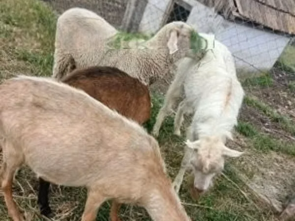 كبش, Merino sheep