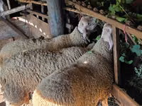 Carnero, Lacaune sheep — foto 3