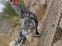 سيبرايت — الصورة 1
