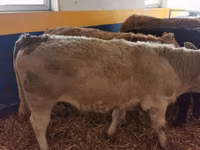 Bulle, Simmental cattle — Foto 6