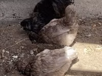 سيبرايت — الصورة 2