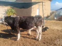 Kuh, Russian Black pied cattle — Foto 2