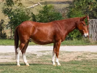 Hengst, Mule — Foto 1