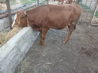 गाय, Simmental cattle — फ़ोटो 1
