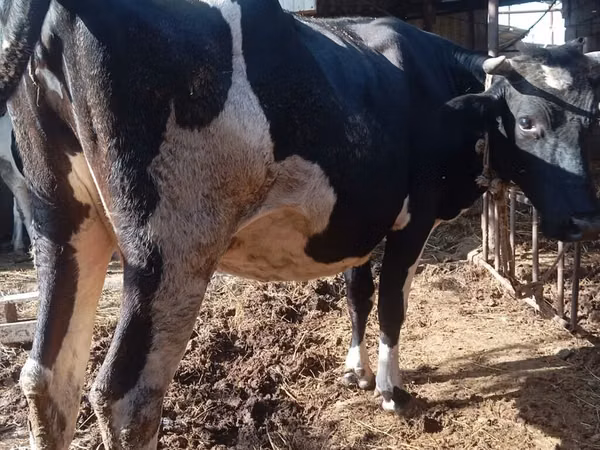 गाय, Russian Black pied cattle