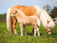 Horse (M), American shetland pony — photo 2