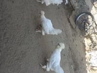 सुल्तान — फ़ोटो 2