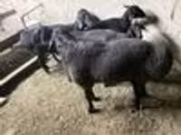 Carnero, Hissar sheep — foto 6