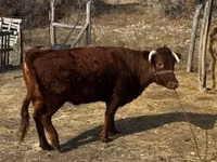 Cow, Dexter — photo 2