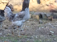 Ameraucana — Foto 2