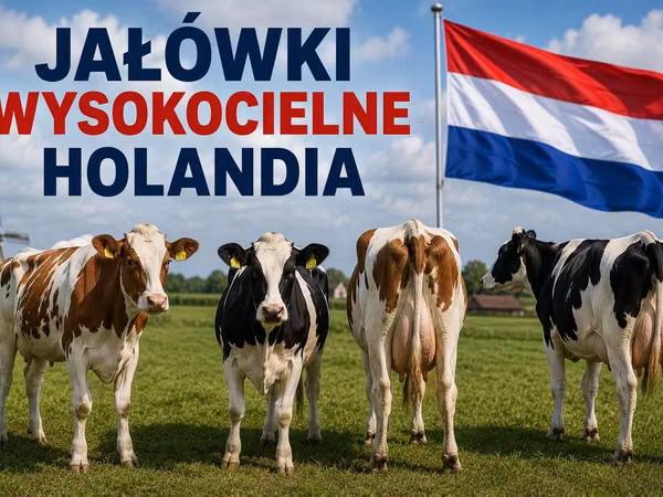 Kuh, Holstein-Rasse