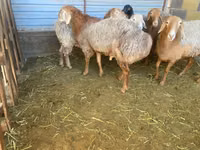 كبش, Rhon sheep — الصورة 1