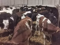 ثور, Russian Black pied cattle — الصورة 3