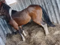 Horse (M), Altai horse — photo 1