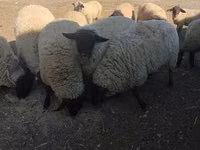 Carnero, White Suffolk sheep — foto 3
