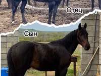 حصان, Karachay horse — الصورة 4