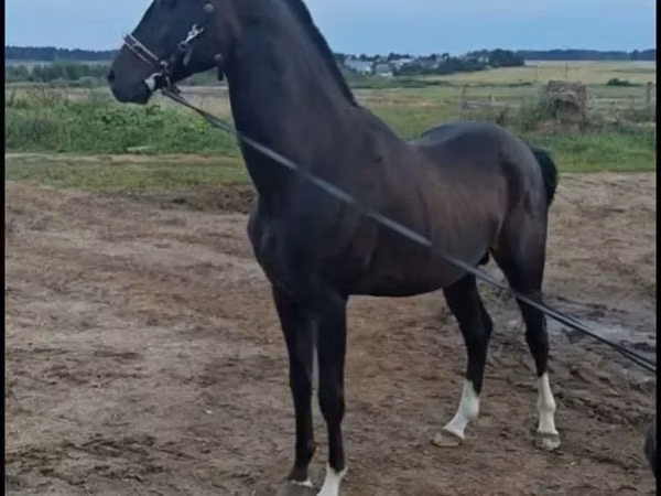 Horse (M), Akhal-Teke