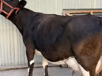 Kuh, Holstein-Rasse — Foto 1