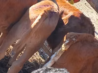 मवेशी (लॉट, लिंग निर्दिष्ट नहीं), Simmental cattle — फ़ोटो 1
