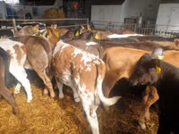Rinder (Partie, Geschlecht nicht angegeben), Simmental cattle — Foto 4