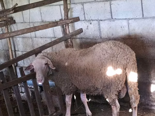 Carnero, Baerchuke sheep