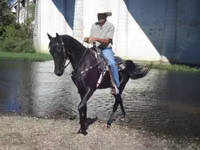Mare, Tennessee Walking Horse — photo 4