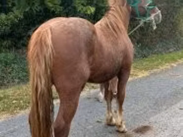 Horse (M), Andalusian horse