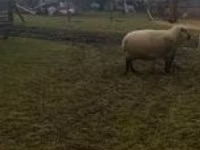 كبش, Shroshire sheep — الصورة 1