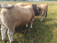 Bulle, Aubrac cattle — Foto 3