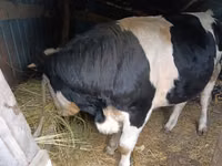 सांड, Russian Black pied cattle — फ़ोटो 1