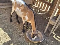 Cabra, LaMancha goats — foto 3