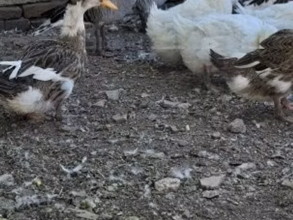Ducks