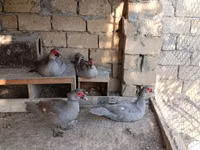 Ducks — photo 3