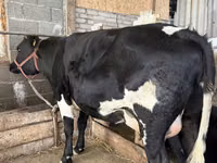 Kuh, Holstein-Rasse — Foto 3