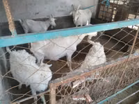 Ziege, Russian White goat — Foto 8
