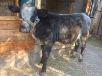 Vaca, Azul Belga — foto 1