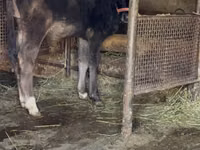 Bull, Alatau breed — photo 7