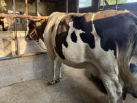 Vaca, Raza Holstein — foto 3